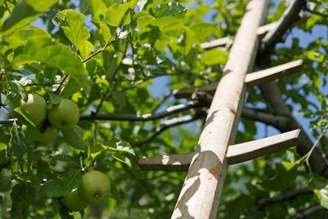 Äpfel klauben am Sonnenhof im Passeiertal